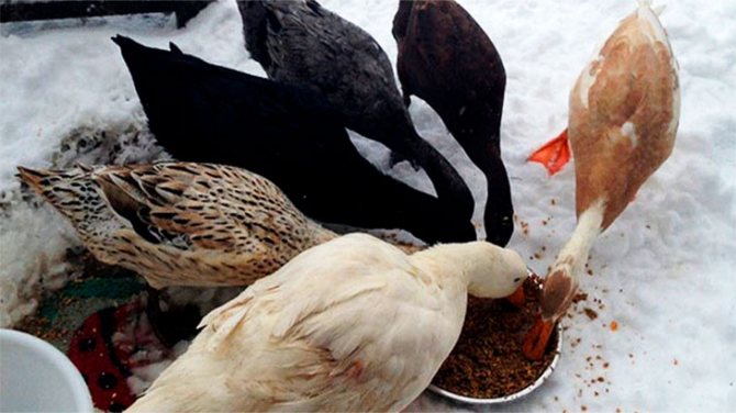 Отглеждане на гъски през зимата