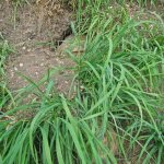 Трева от пшенична трева и как да се справим с нея