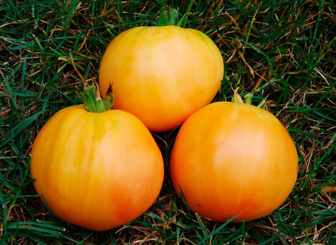 сорт домати златен ананас
