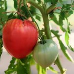 Сортови характеристики на домат гранд