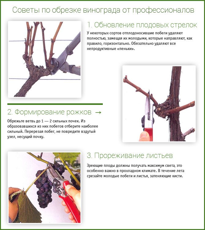 Съвети за резитба на грозде