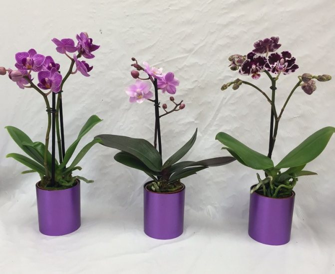 Мини съвети за грижа за орхидеите