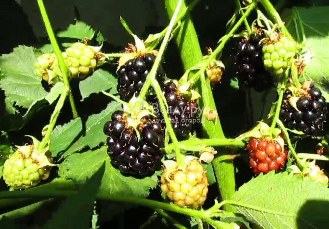 Зреенето на плодовете от черен сатен се случва през целия период на плододаване