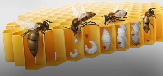 طريقة إصابة النحل بدوالي