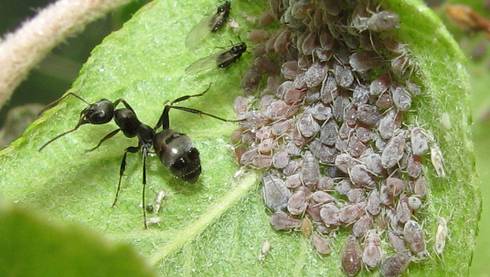 Листни въшки и мравки