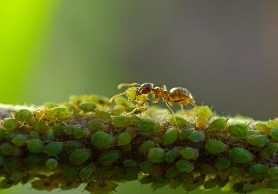 المن والنمل