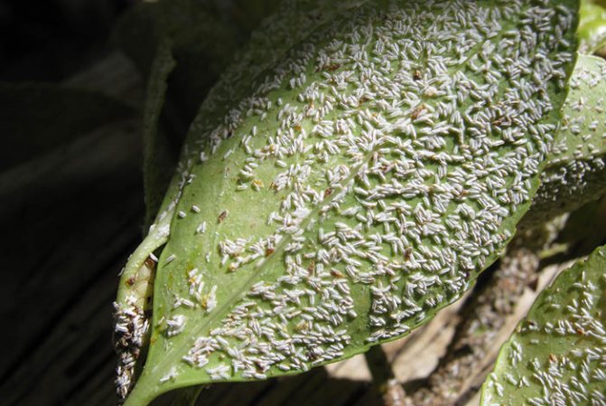 حشرات المن على أوراق spathiphyllum
