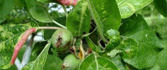 حشرات المن على شجرة تفاح - كيفية القتال ، أكثر الطرق فعالية