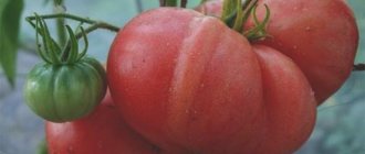 Tomato Big Dipper - وصف وخصائص الصنف - ZdavNews