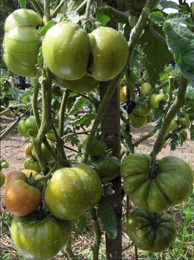 Черен ананас домат на клон