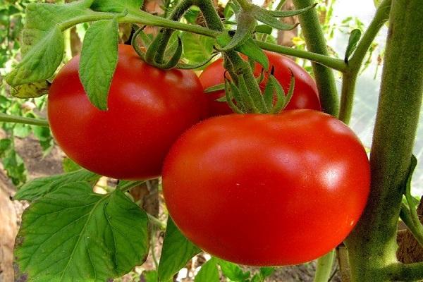 сортови домати
