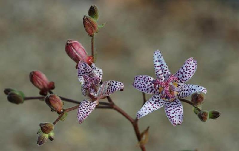Tricirtis: как да отглеждаме градинска орхидея