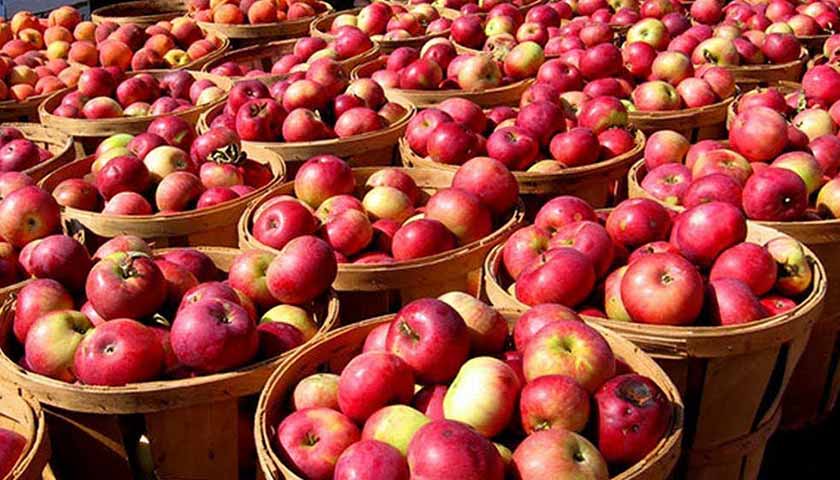 Реколта от ябълки