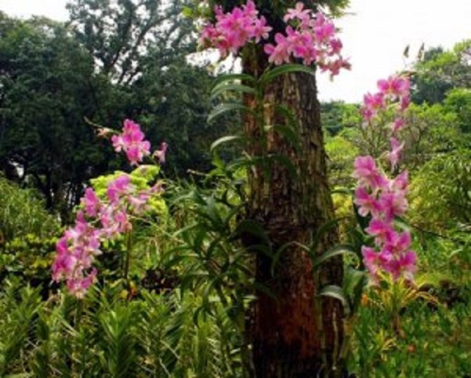 В естествени условия епифитните орхидеи растат върху кората на дърветата.