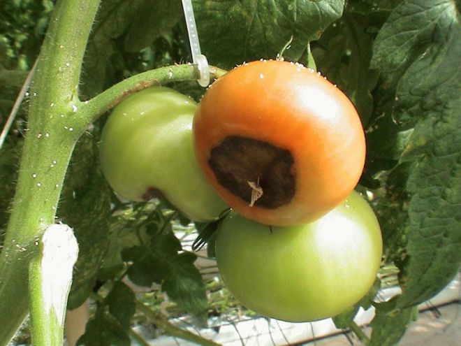 أعلى تعفن في الطماطم ، وكيفية حفظ الطماطم