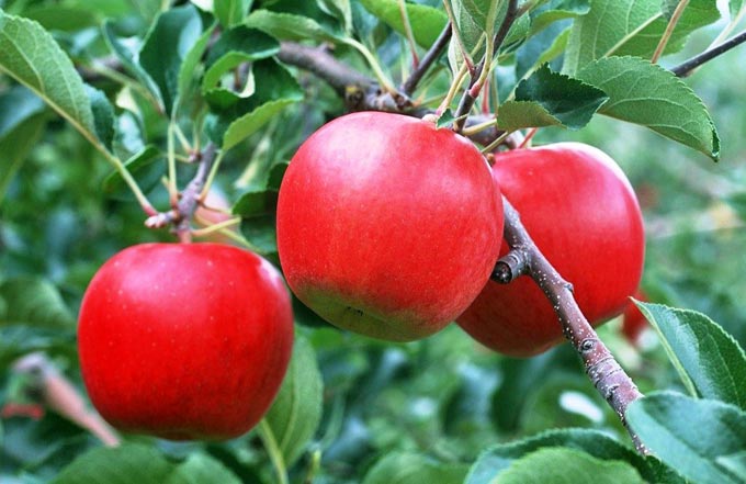 пролетно и есенно подхранване на ябълкови дървета