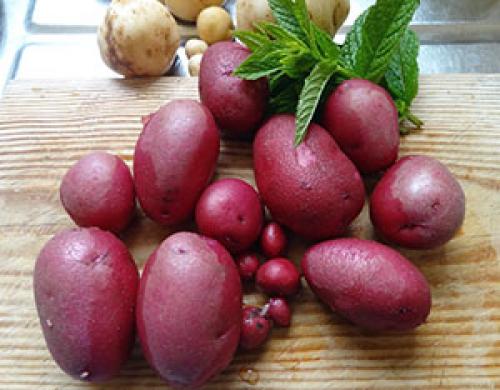 أنواع البطاطس. لماذا البطاطا الأرجواني والحمراء لها لون غير عادي؟