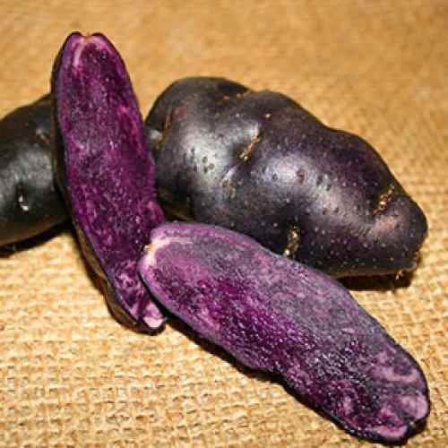 Видове картофи. Защо лилавите и червените картофи имат своя необичаен цвят?