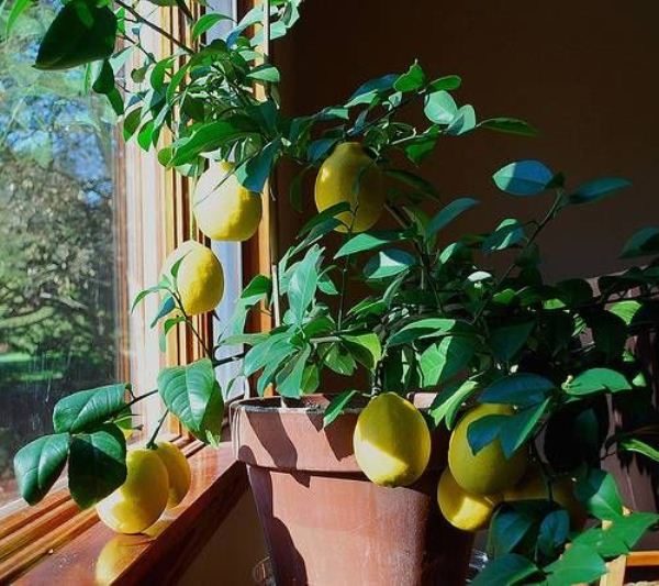 По време на цъфтежа и плододаването лимонът на Майер трябва да се подхранва