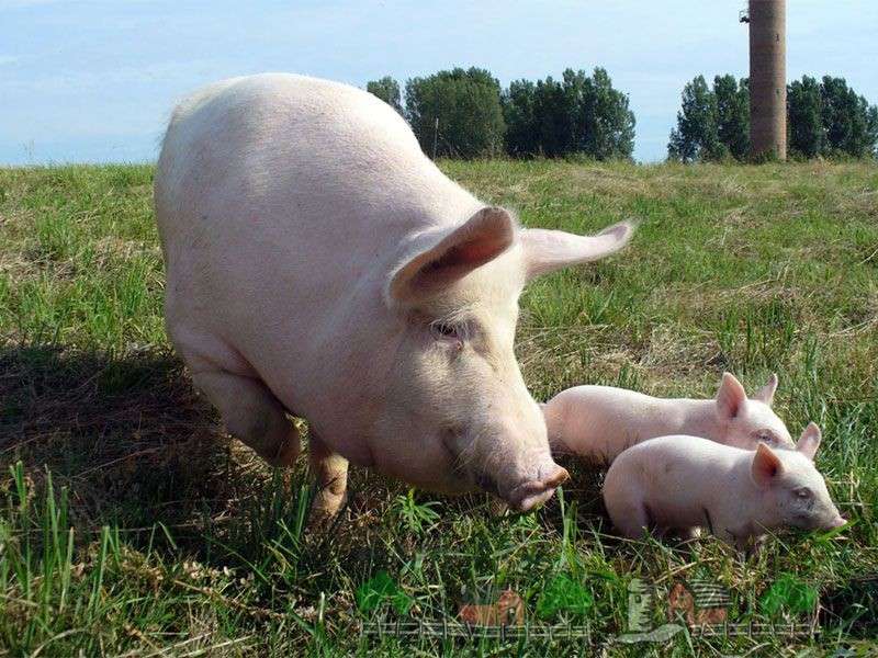 ظهور الطفيليات في الخنازير