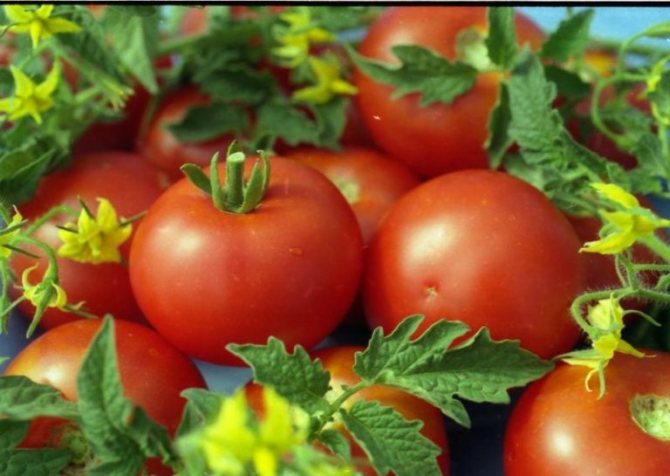 Характеристиката и описанието на зрелите домати е впечатляващо: плодовете са сочни, големи (около 100-120 g) и кръгли
