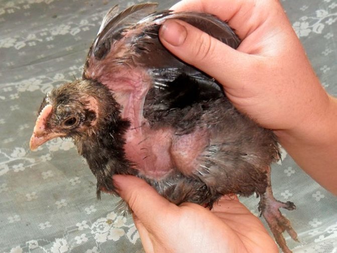 Вреда от бълхи при пилетата в кокошарника