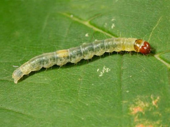 Вредител по листни червеи върху растение в оранжерия