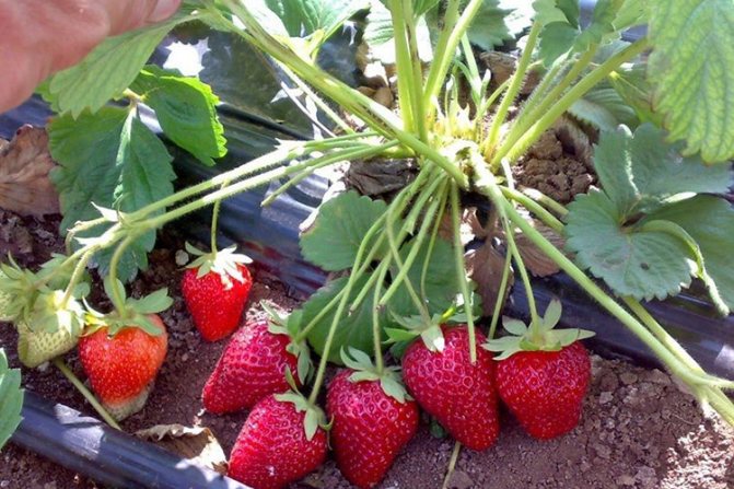 Избор на почва за ягоди