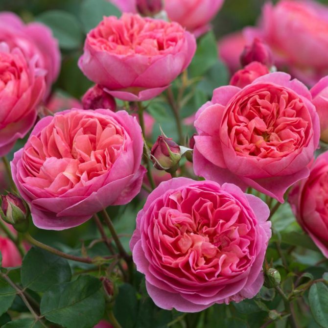 Отглеждане на английски рози: 7 популярни сорта