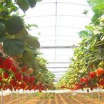زراعة الفراولة على الجيروبونيك