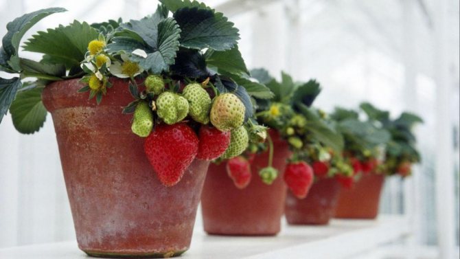 отглеждане на ягоди в хидропоника през цялата година