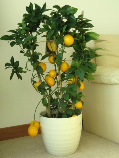 زراعة الليمون في الداخل