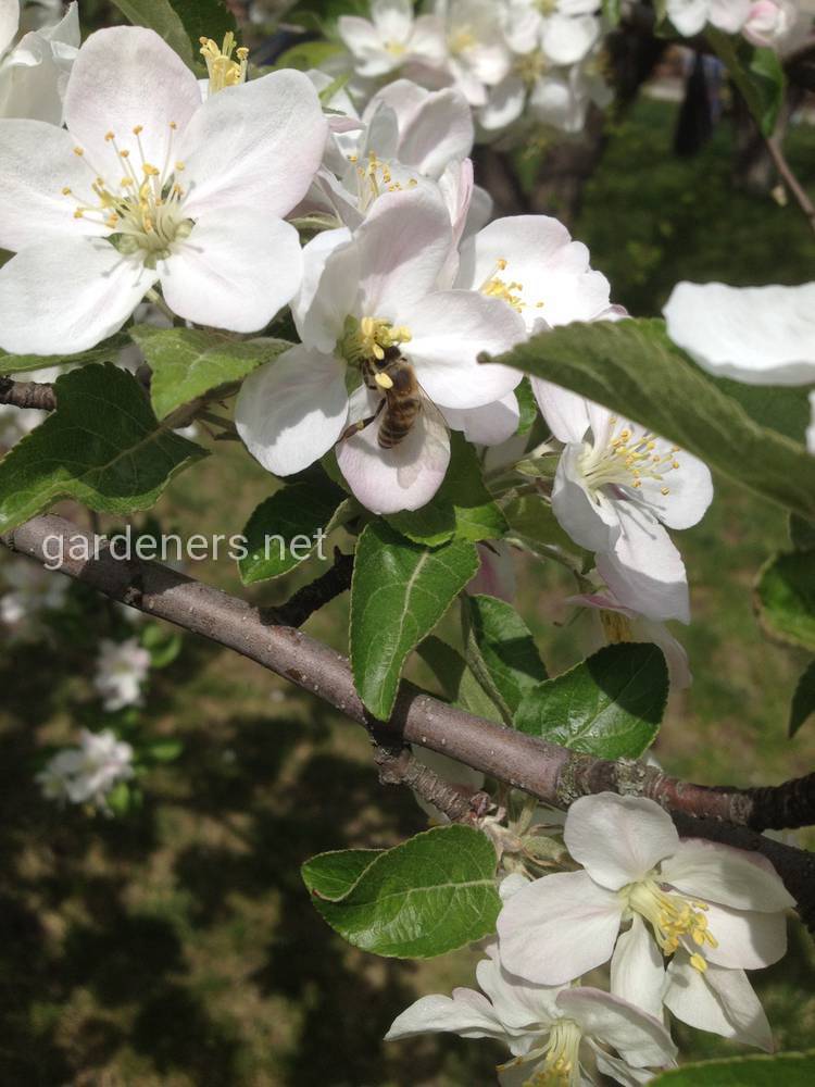 ябълково дърво през пролетта