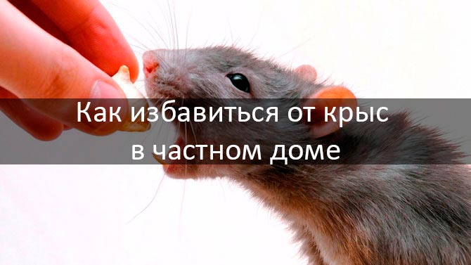 موت الفئران السموم
