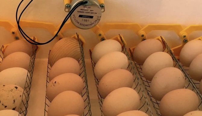 Яйца в автоматичен инкубатор