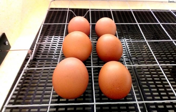 Яйца в кувьоз