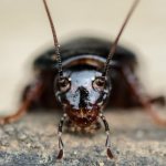 Конспирации как да се отървете от хлебарки завинаги