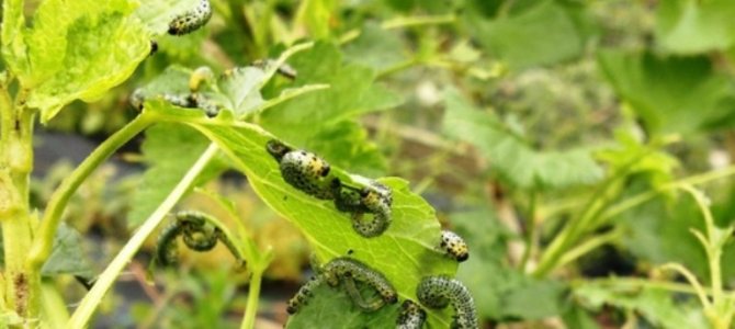зелени гъсеници на цариградско грозде