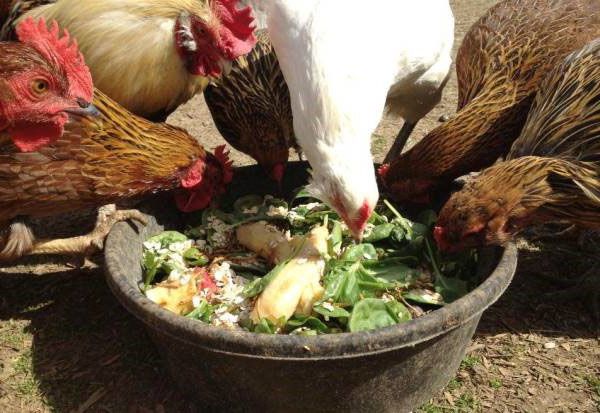 Пилетата се нуждаят от зелен фураж, както и от зърнени култури.