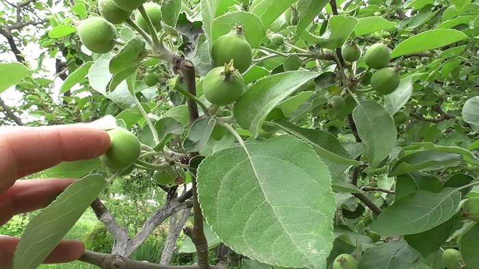 зелени ябълки на дървото