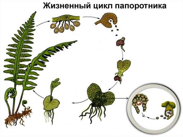Zarodniki Na Liściach Paproci Rozmnażanie paproci przez zarodniki, podział korzeni i wegetatywnie