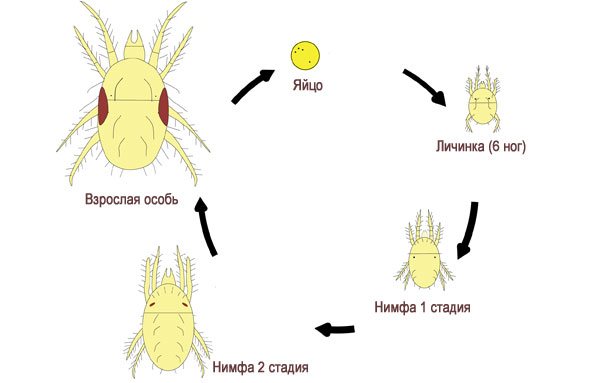Жизнен цикъл на паяк акари