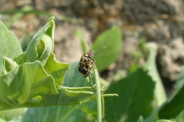бръмбар на лист