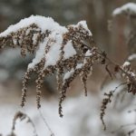 Зимуване на зимоустойчиви сортове астилба
